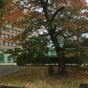 桜落ち葉の画像