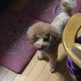 ちょうだいの画像