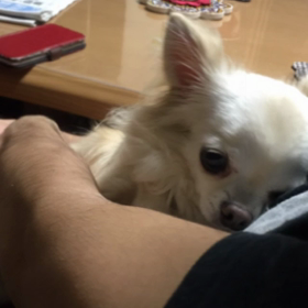 お兄ちゃんお熱下がったみたいの画像