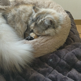 ねむねむの画像