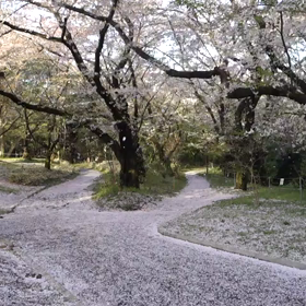 【動画】花吹雪 ～ 代々木公園2016.4.8の画像