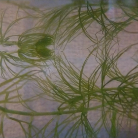 生誕記念【号外】ふえる 兄妹の画像