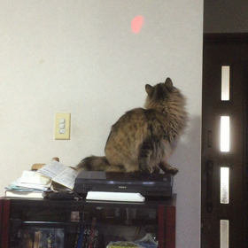 ビビの鳴き声(o^^o)の画像