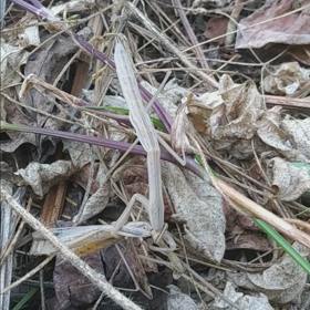 共食いしてるな…の画像