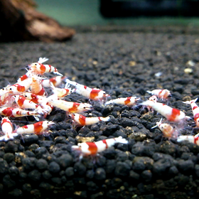 食事～～の画像