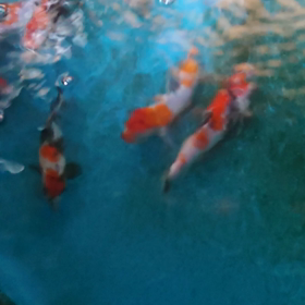 ドラゴン稚魚の画像