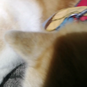 今朝は暖かく晴天、未来丸は元気に朝散歩‼️の画像