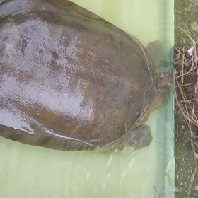 巨大メススッポンの画像