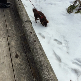 シェリ、初めての雪の画像