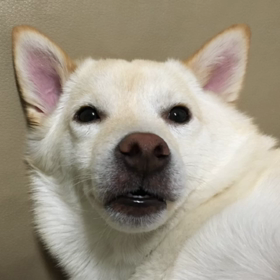 ホントのピンチの画像