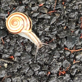 不要不急の画像