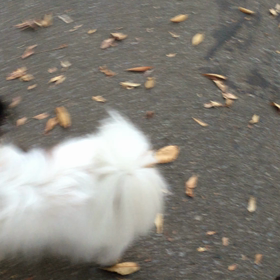 優しいクーちゃんの画像