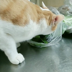 ほうれん草を食い散らかすにゃんこの画像