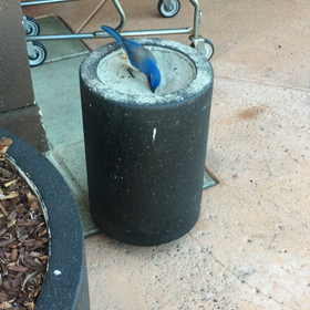 青い鳥と灰皿の画像