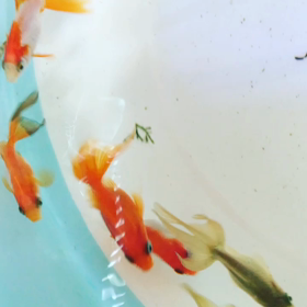 変わり尾びれちゃんの画像