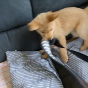 お昼ごはん、完食❣️の画像