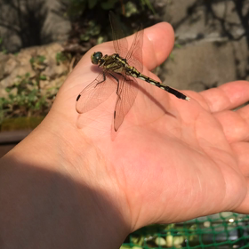 トンボの画像