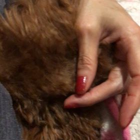 言葉なんかなくてもの画像