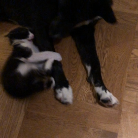 新しい家族（ニーノ）の画像