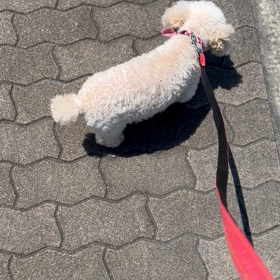 寧々散歩の画像