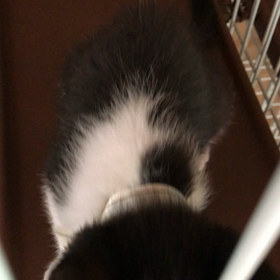 朝から元気なチビちゃん☺️の画像