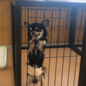 犬の仕草の画像