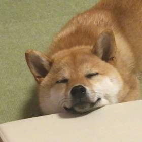 豆柴くるみ 散歩の誘い方の画像