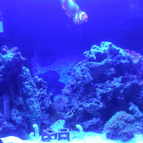 水槽動画の画像