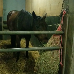 セイントメモリーの画像