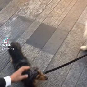 Fox eyes / ミニ(葵)とのお別れと生誕祭〜feat.狐目のアオちゃん♥の画像