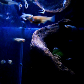 ☆なんちゃってブラックライト☆の画像