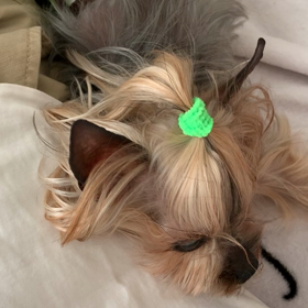 呼吸は脳なのかの画像