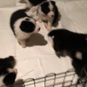 販売中 ボーダコリーの画像