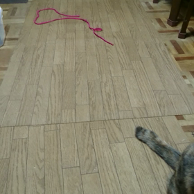 犬のような…の画像