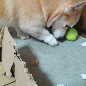 荒ぶる、掘るの画像