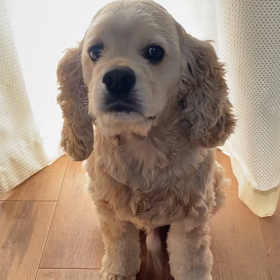 ブログ書いたら消えるのなんなん⁉︎の画像