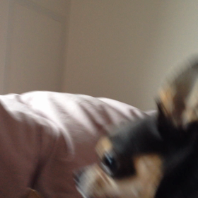 朝から元気なワンコたち☆の画像