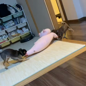 ぶ…ぶ…豚が…の画像