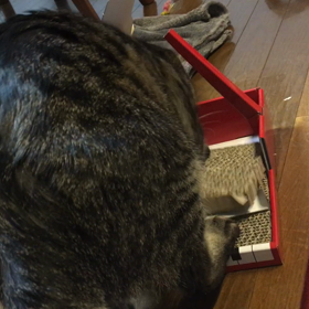 ねこのきもち♪の画像