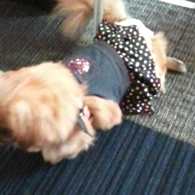 *ぐりぐりちゃんの画像