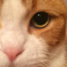 お腹が空いたら飼主のお腹の上に乗ってくる猫の画像