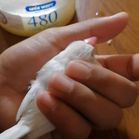 両足怪我した白文鳥の画像