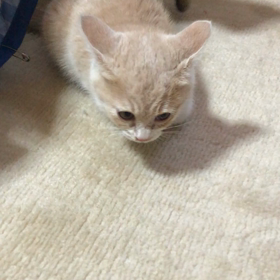 朝から元気な子猫組！の画像