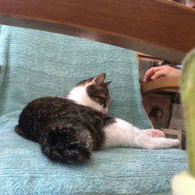 僕のワンダフルライフ…とチップ君。デールちゃんが愛しい。の画像