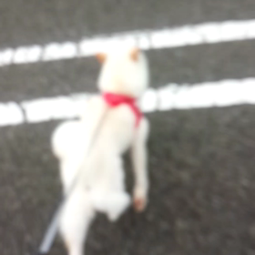 ももちゃんお散歩の画像