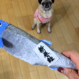 シニア犬でもおもちゃ大好き！ 『長女の遊び方』の画像