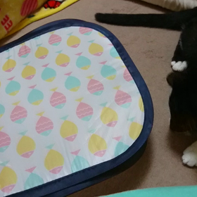 二匹仲良くの画像