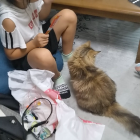 ただいま妊娠中の画像