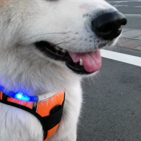 ウクライナの人々が平和に朝散歩ができますように。戦争反対‼️非ナチス化と言いながら、ヒットラーの画像