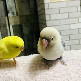 セバスチャンの動きがウケる！の画像